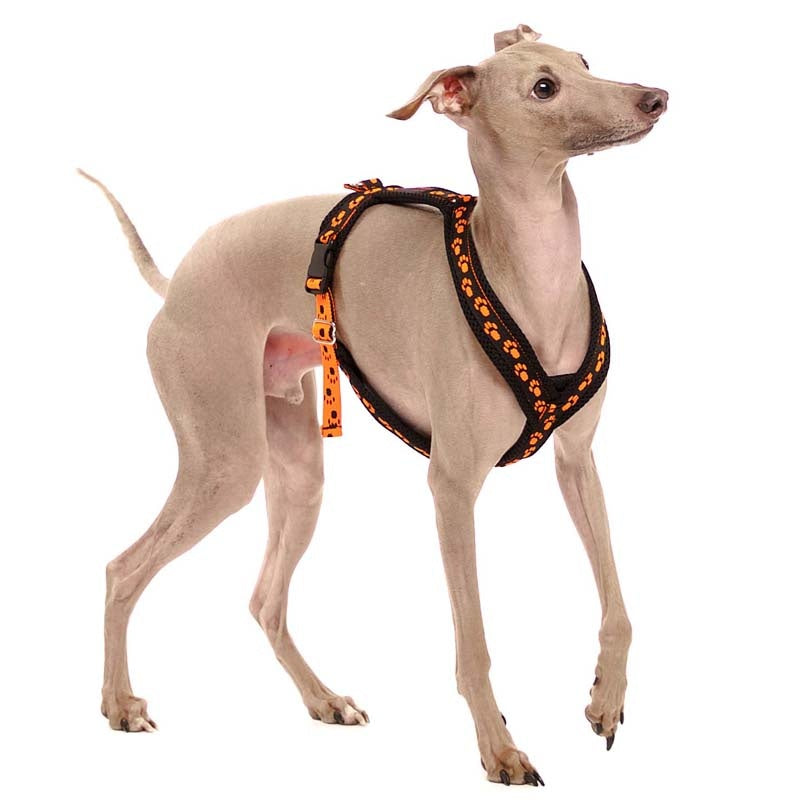 Y-sele SMALL PAWS - HouseofDogs.se