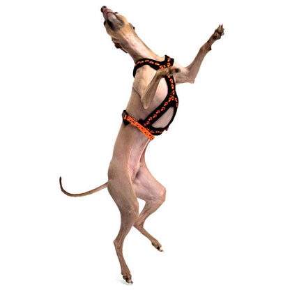 Y-sele SMALL PAWS - HouseofDogs.se